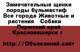 Замечательные щенки породы бульмастиф - Все города Животные и растения » Собаки   . Пермский край,Красновишерск г.